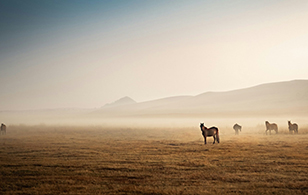 Low & Slow Travel on Horseback: Europe